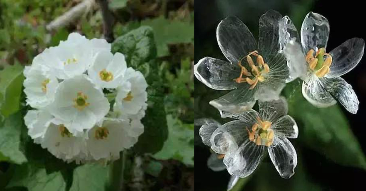 看似普通的小白花一遇到水就變 透明冰晶花 網 晶瑩剔透好美