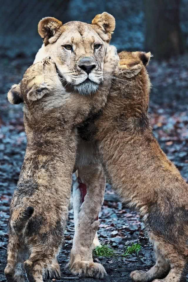 比利時動物園母獅受傷，獅子爸爸被迫照顧幼崽，手足無措一臉茫然