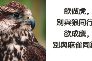 鷹，高瞻遠矚； 雀，目光短淺：志向不同，不必多言