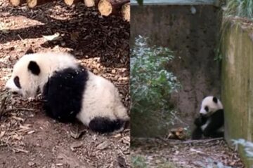 「熊貓」因行動不良窩在角落，卻被遊客潑水取樂，飼育員反應暖哭網友！